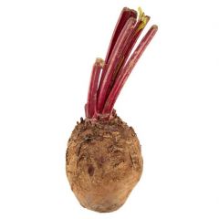 BEETROOT