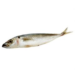 Fresh Ikan Sardin