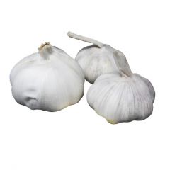 GARLIC WHITE